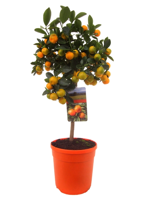 <h4>Citrus calamondin</h4>