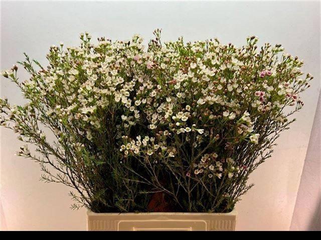 <h4>CHAME BLONDIE</h4>