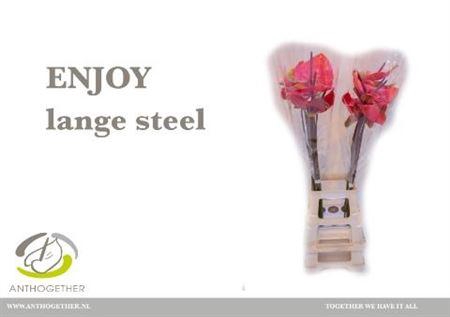 <h4>Anth A Enjoy</h4>