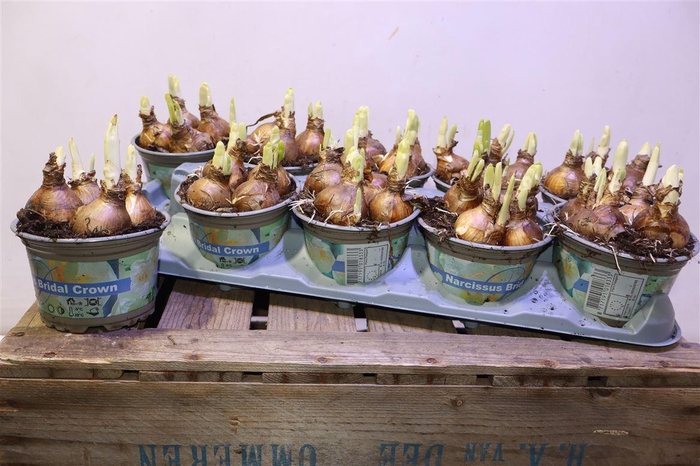 <h4>Narc D Bridal Crown</h4>