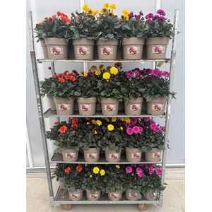 Dahlia  'Dalina Maxi'  ...mix