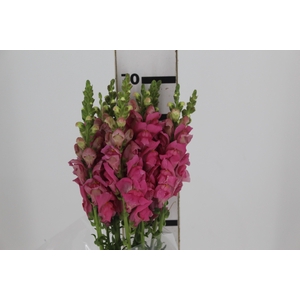 BOCA DE LEAO CALIMA PINK 070 CM PIN