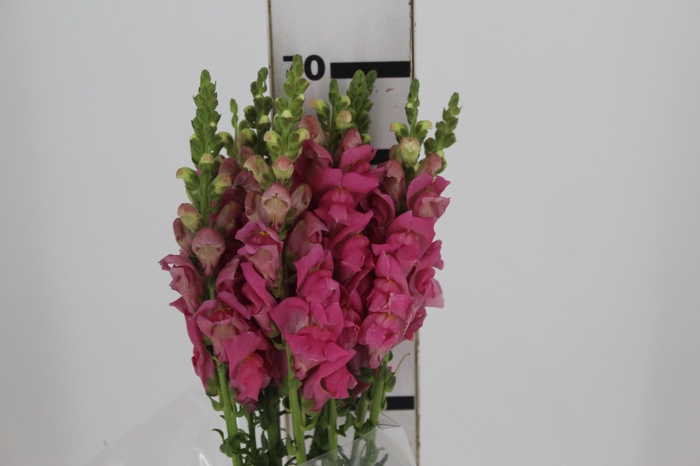 <h4>BOCA DE LEAO CALIMA PINK 070 CM PIN</h4>