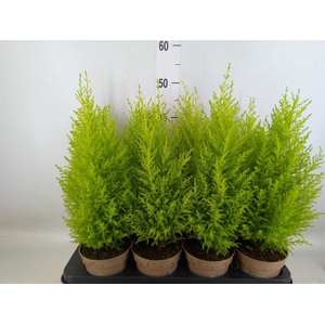 Cupressus macro. 'Goldcrest Wilma'