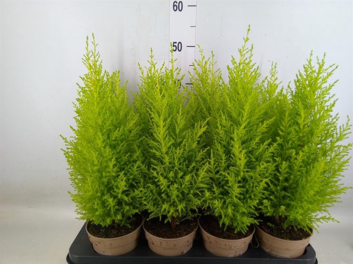 <h4>Cupressus macro. 'Goldcrest Wilma'</h4>