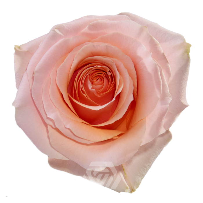 <h4>R GR FELICITY</h4>