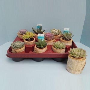 Bio Succulent in boomstammetje 213-STAM1