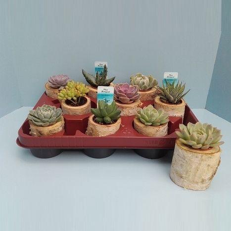 <h4>Bio Succulent in boomstammetje 213-STAM1</h4>