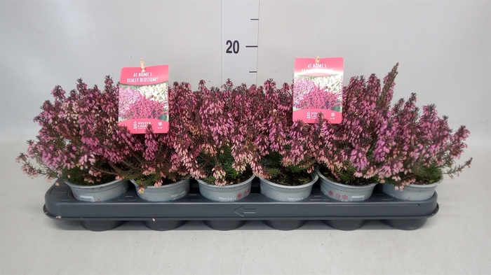 <h4>Erica carnea 'Winter Ladies Sarah'</h4>