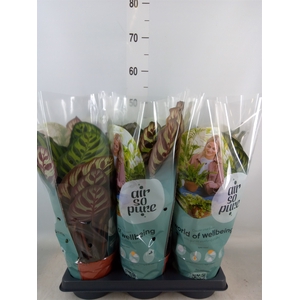 Calathea   ...mix