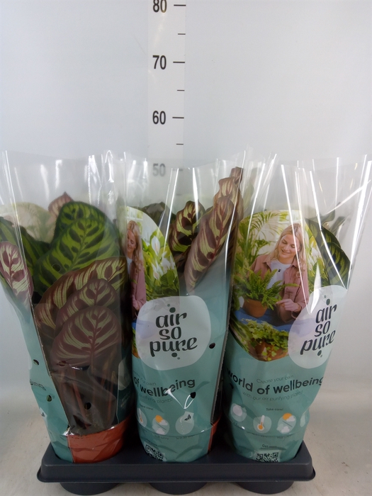 <h4>Calathea   ...mix</h4>