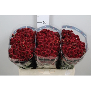 Chr S Aaa Purpet Red