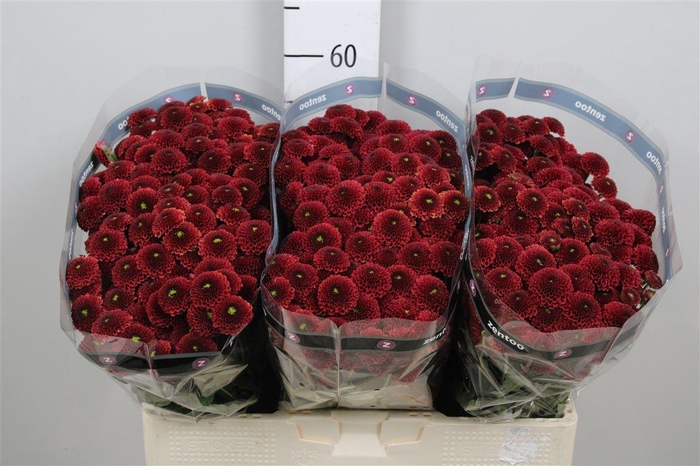 <h4>Chr S Aaa Purpet Red</h4>