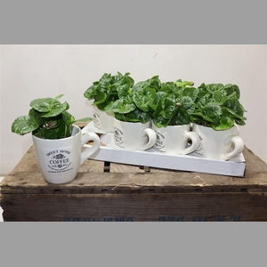 Coffea Arabica In Beker