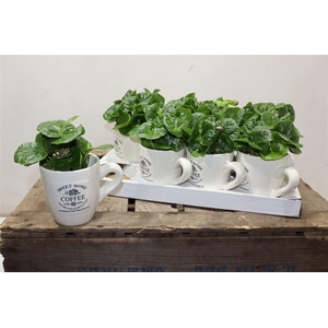 arr8 Coffea Arabica In Beker