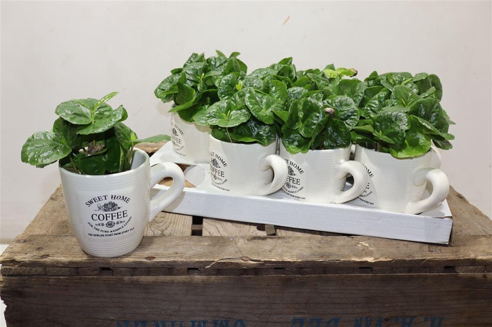 <h4>arr8 Coffea Arabica In Beker</h4>