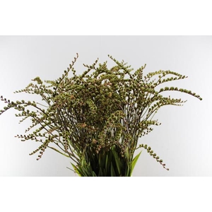 Crocosmia Bessen (groen) X60