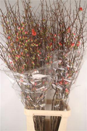 <h4>Chaenomeles Superba</h4>