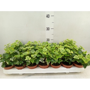 Hedera helix 'White Wonder'