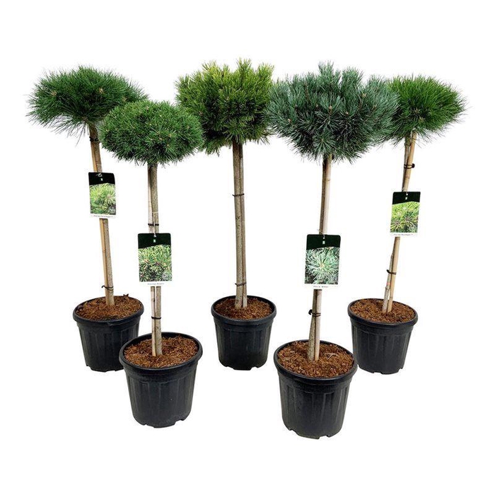 <h4>Mixlaag veredelde coniferen exclusief</h4>