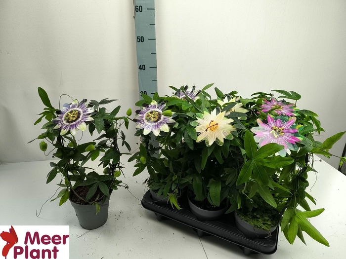 <h4>PASS CAERULEA</h4>