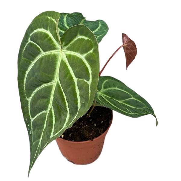 Anthurium Magnificum X Regale