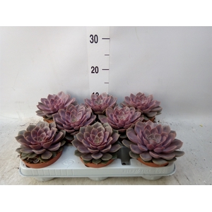 Echeveria   ...