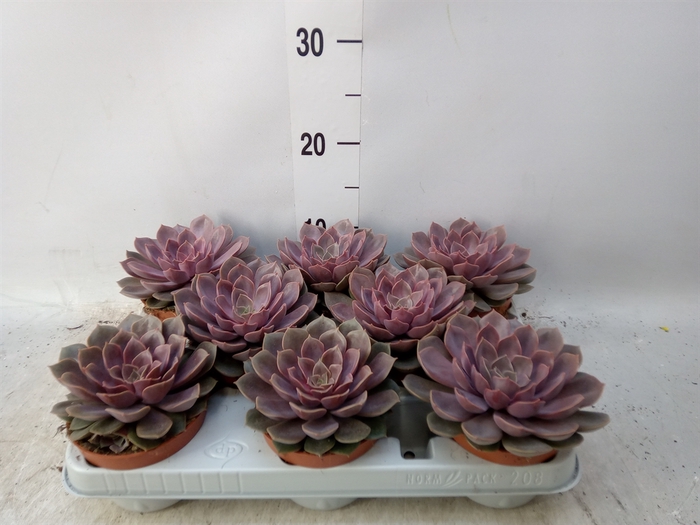 <h4>Echeveria   ...</h4>