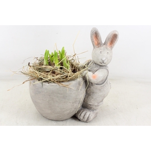 arr4 Narcis PL - Keramiek Paashaas