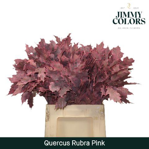 <h4>Quercus Rubra L60 Pink</h4>