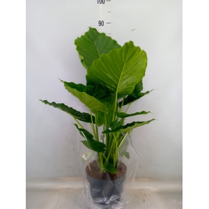 Alocasia gageana