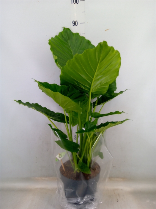 <h4>Alocasia gageana</h4>