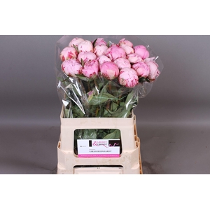 Paeonia Sarah Bernhardt | XXL