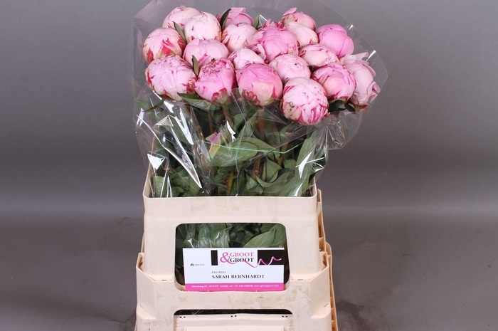 <h4>Paeonia Sarah Bernhardt | XXL</h4>