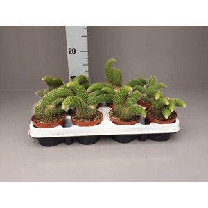 Cactus   ...