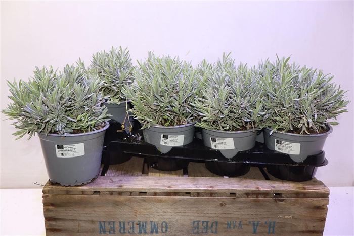 <h4>Lavan Angustifolia</h4>