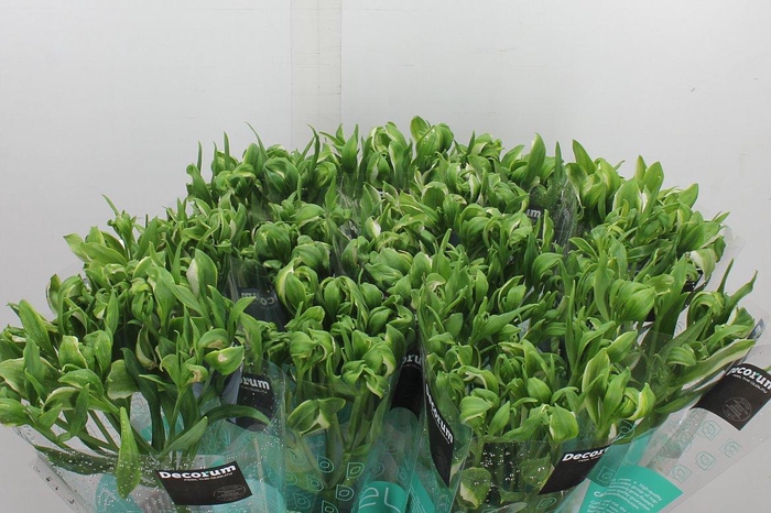 <h4>Alstr Green Crown ''new''</h4>