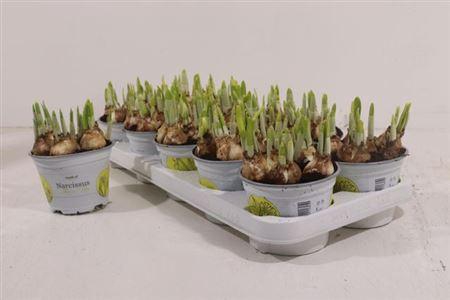 <h4>Narc O Tete A Tete</h4>