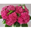 Hydrangea royal kiss