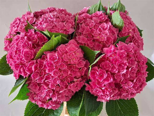 Hydrangea royal kiss
