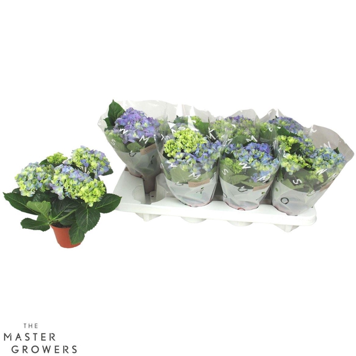 <h4>Hydrangea Macr. 10cm Blauw 3+bloem</h4>