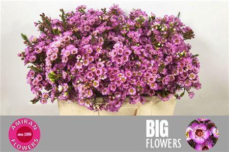 <h4>Chame Me Grand Adi</h4>