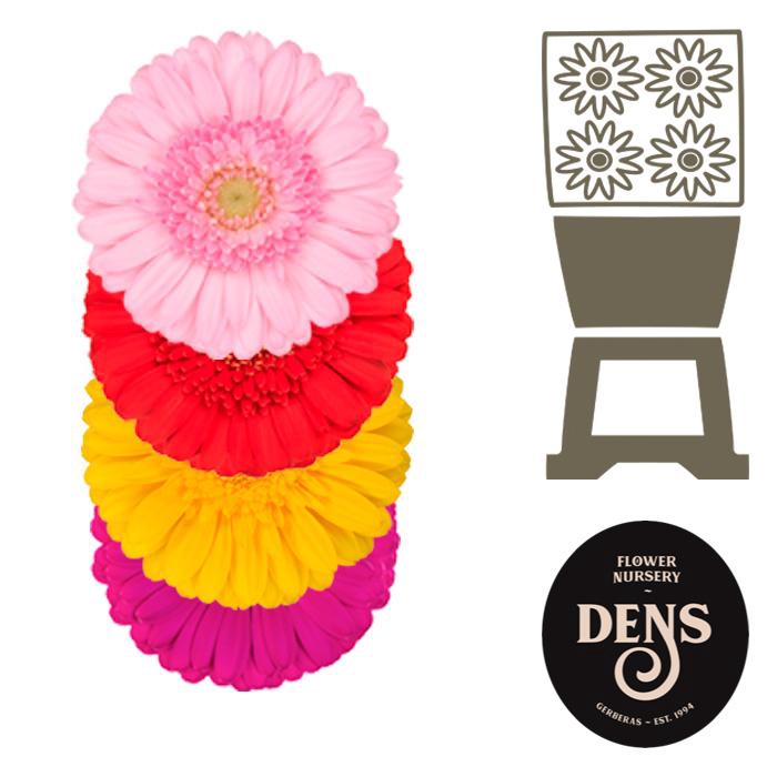 <h4>Germini Mix 4 kleuren Diamond</h4>