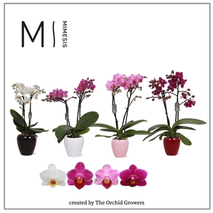 Mimesis Phal. Mix - 2 spike 7cm in Martine Mix Ceramic