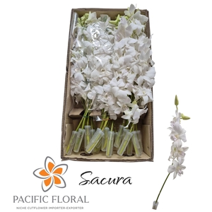 DENDR SAKURA