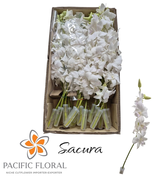 <h4>Dendrobium Sakura Pacific</h4>