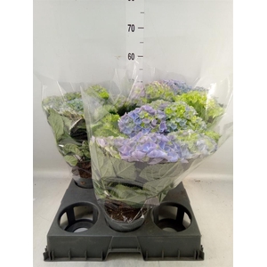 Hydrangea mac. 'Hi River'