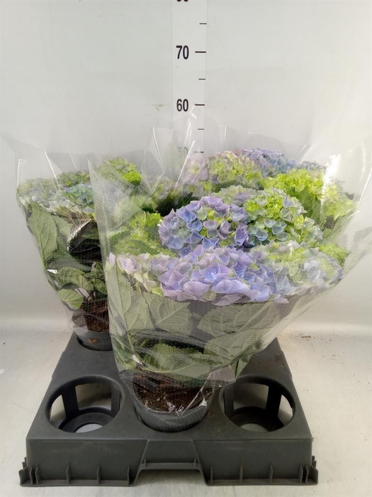 <h4>Hydrangea mac. 'Hi River'</h4>
