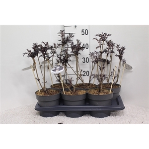 Sambucus nigra Black Lace P17 potgekweekt