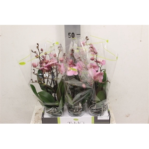 Phal Tablo Roze 2 Tak